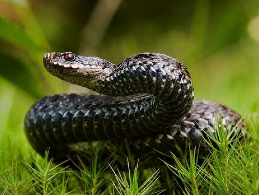 В Запорожье в городском парке обитают змеи