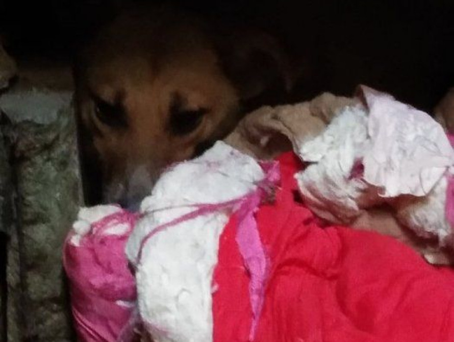 В Запорожье спасли собаку, которая почти полгода просидела в заброшенной шахте