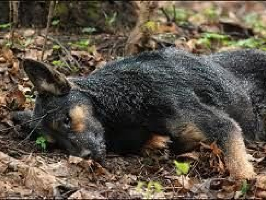 В Заводском районе Запорожья расстреляли 15 собак