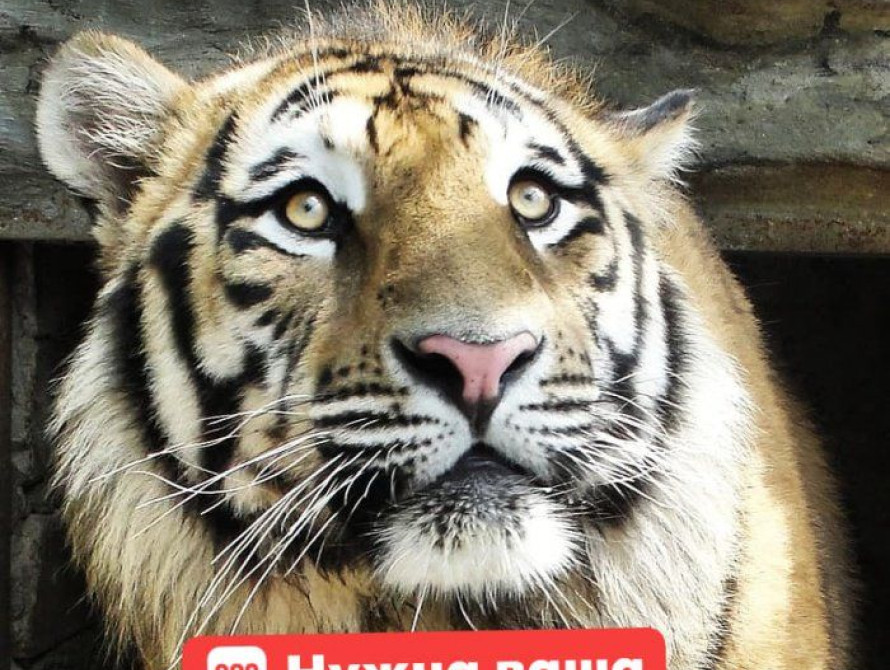 Зоопарк в Запорожской области просит о помощи