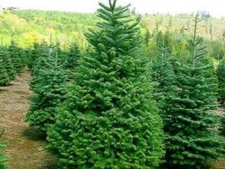 В Запорожье коммунальщики борются с незаконной вырубкой елок