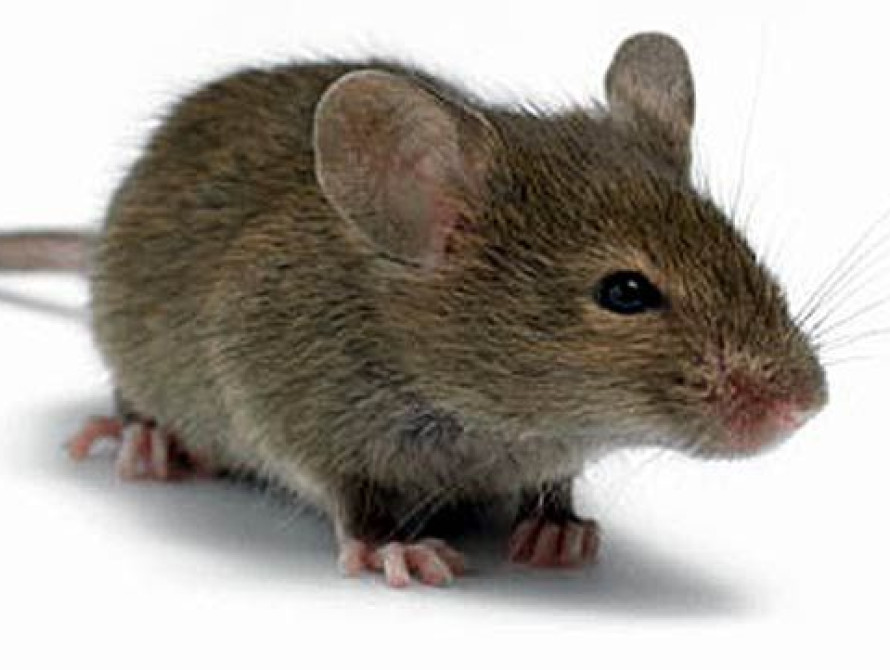 В Запорожье в мусорном баке обнаружили несколько сотен летучих мышей (фото, видео)