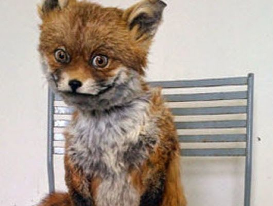 В Запорожье лиса вышла в центр спального микрорайона - прямо к оживленному супермаркету  (видео)