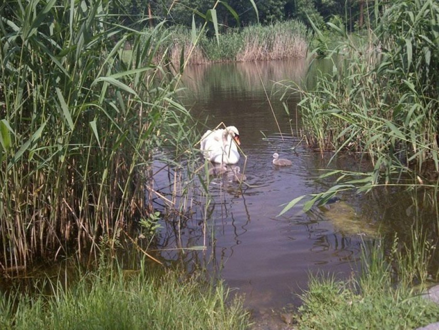 В Запорожье нашли убитого лебедя (фото, видео)