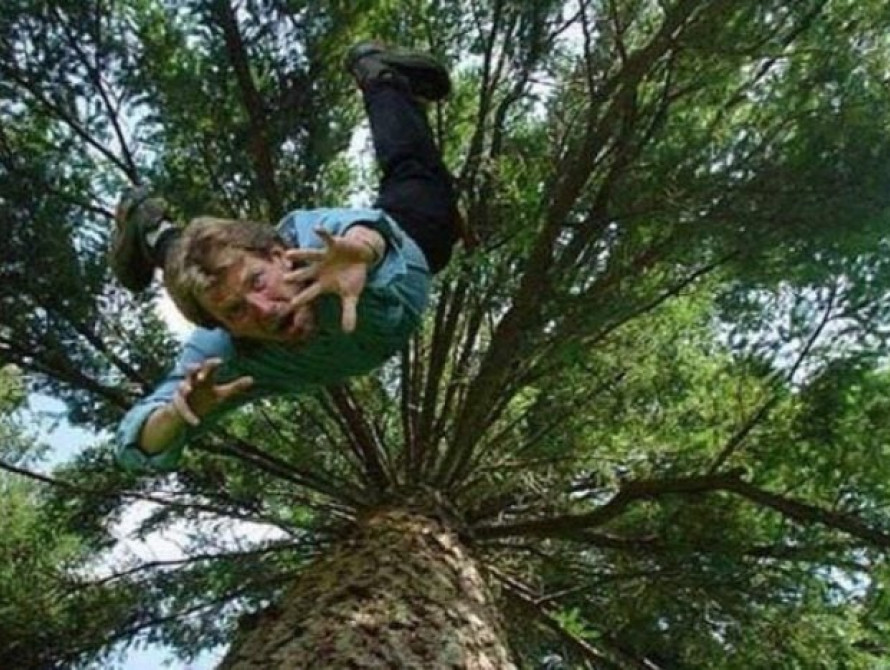 В Запорожье в центре города упало дерево, зацепило провода и перекрыло дорогу (видео)