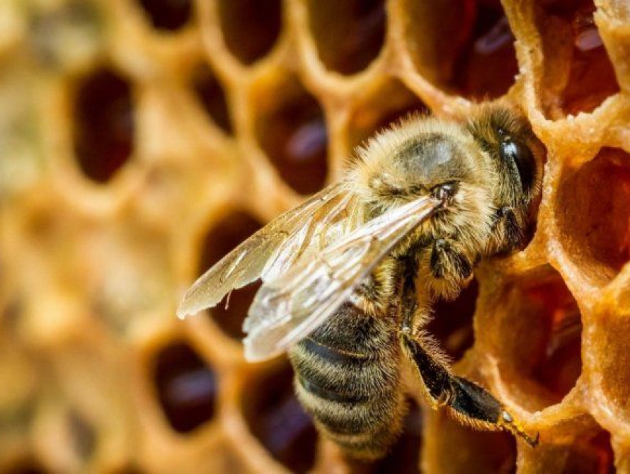 В Запорожье начали массово гибнуть пчелы (фото)