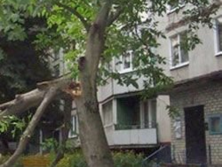  В Запорожье заасфальтировали цветущее дерево (фото)