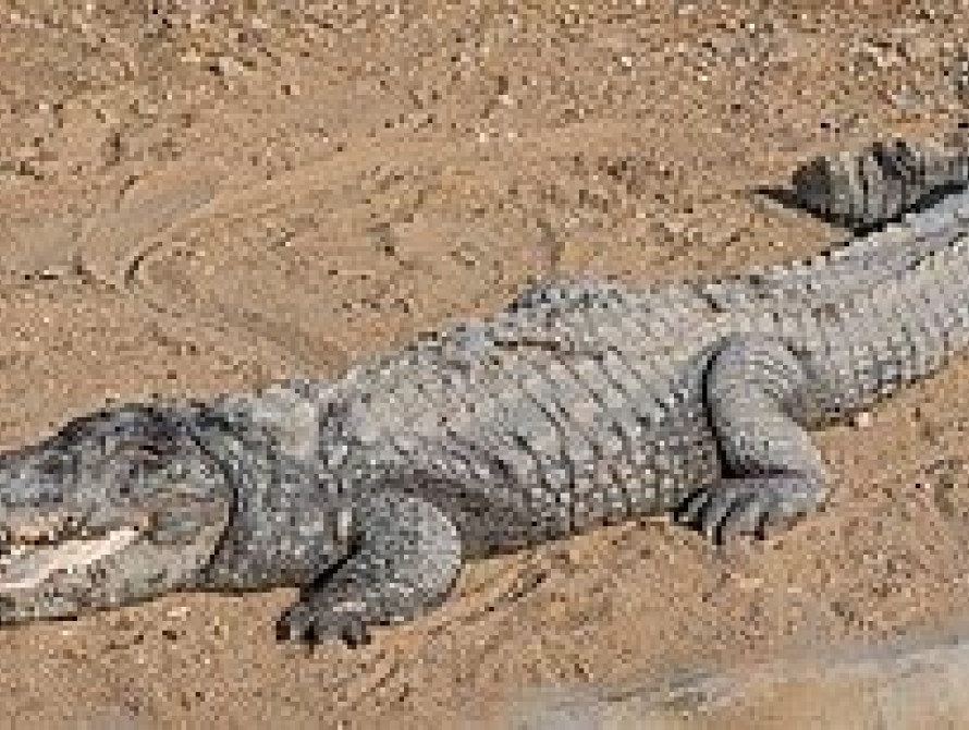 На пляже Запорожского курорта нашли мертвого... крокодила (фото)