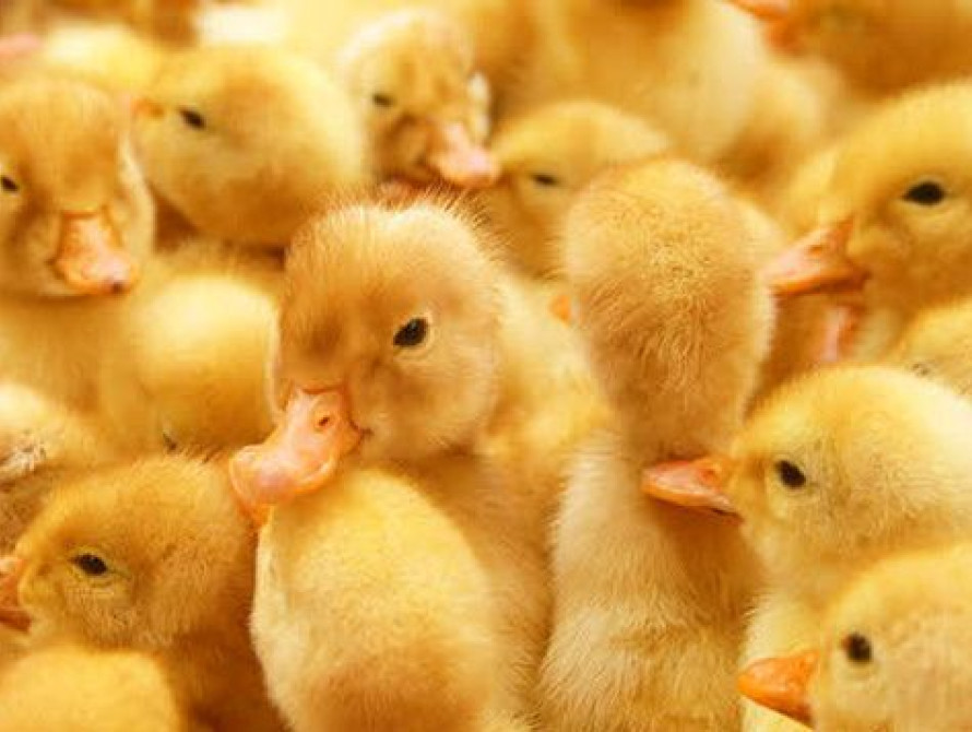 В Запорожском парке сняли забавное видео с маленькими утятами