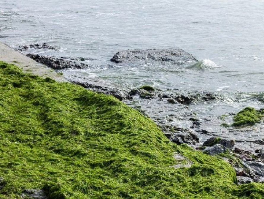 На запорожском курорте "готовятся" к летнему сезону: пляжи завалены зелеными зловонными водорослями (фото, видео)