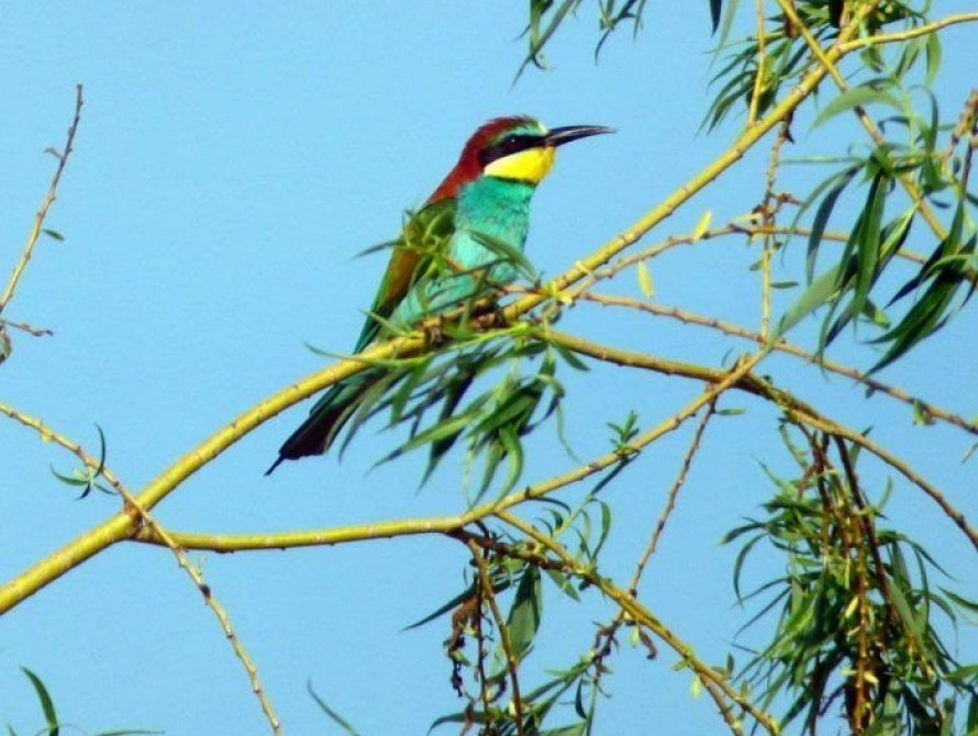 В Запорожской области запечатлели редких, необычных птиц (фото, видео)