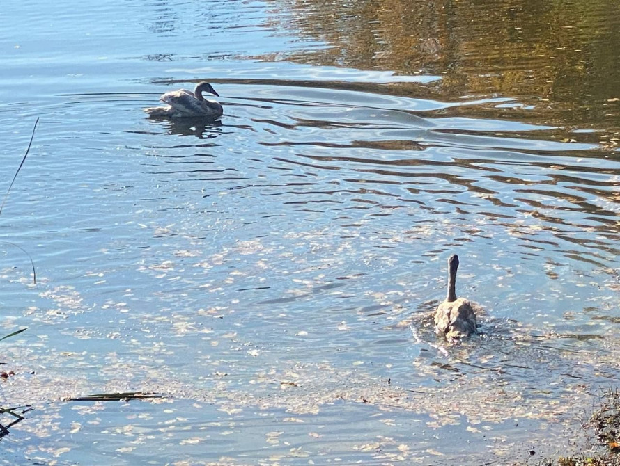 Два нових лебеді у Дубовому Гаю