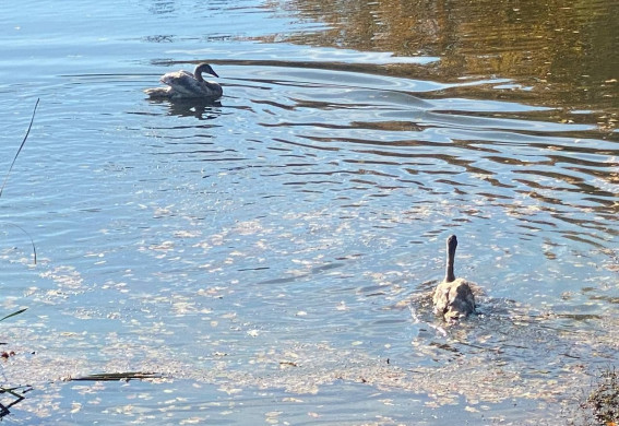 Запоріжці обрали імена для нових лебедів у Дубовці