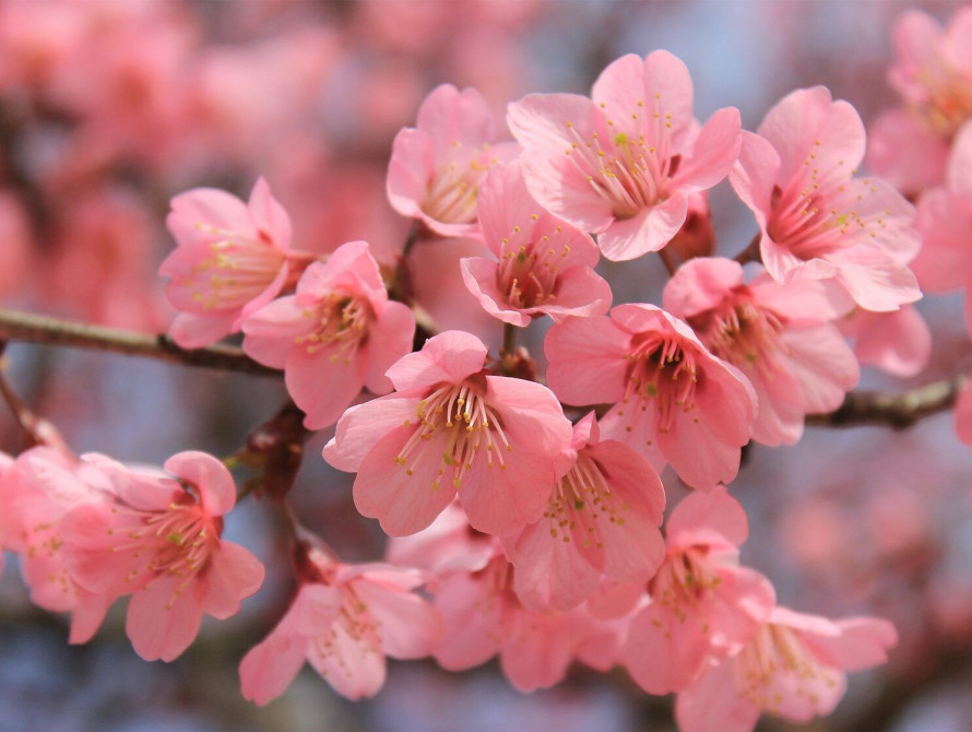 Квіти сакури