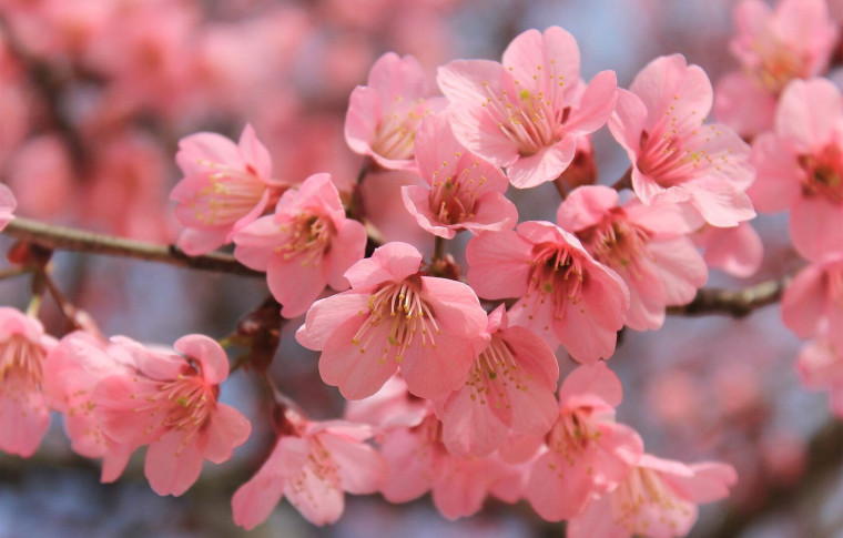 Наприкінці листопада у Запоріжжі зацвіли сакури та гіацинти (фото, відео)