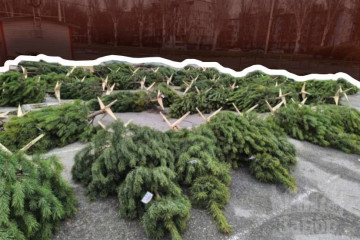 У Запоріжжі розпочинають роботу ялинкові базари (фото)