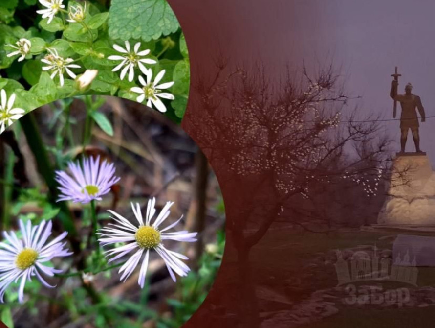 У Запоріжжі зацвіли дерева та квіти у грудні