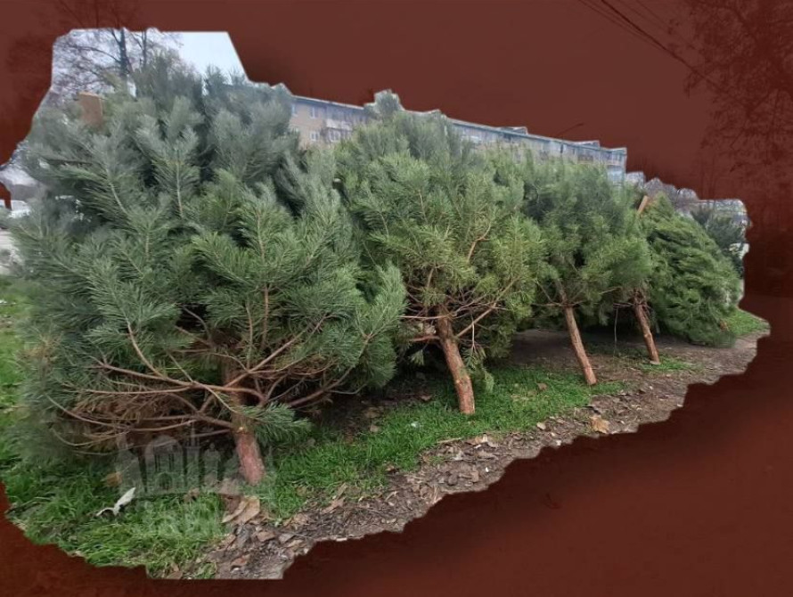 У Запоріжжі продовжують працювати ялинкові базари