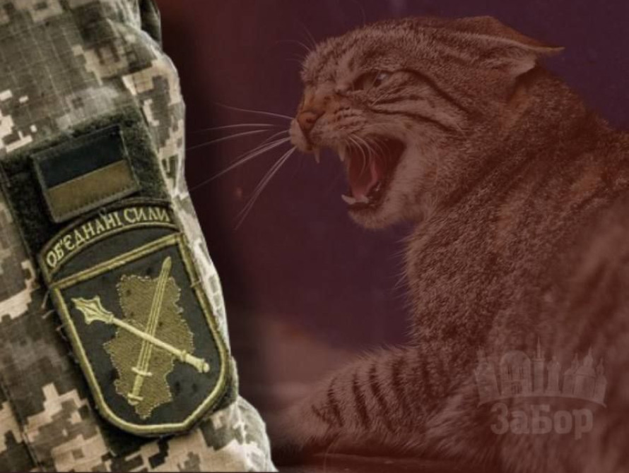 Бійця на Запоріжжі вкусила кішка зі сказом