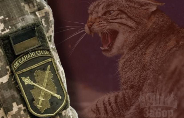 Військового на Запорізькому напрямку вкусила кішка зі сказом