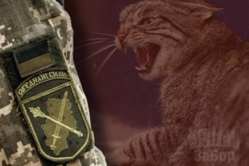 Військового на Запорізькому напрямку вкусила кішка зі сказом