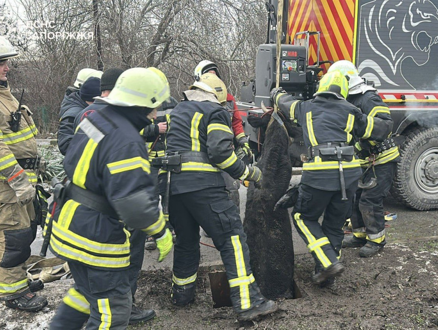 У Запоріжжі корова впала до колодязя
