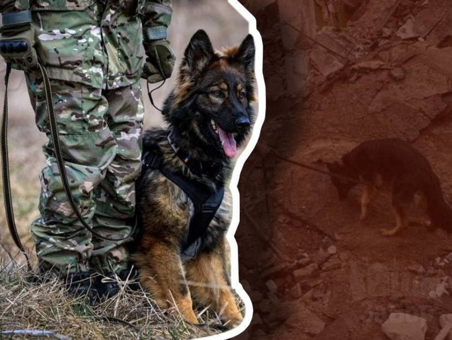 Службова собака Сарбона