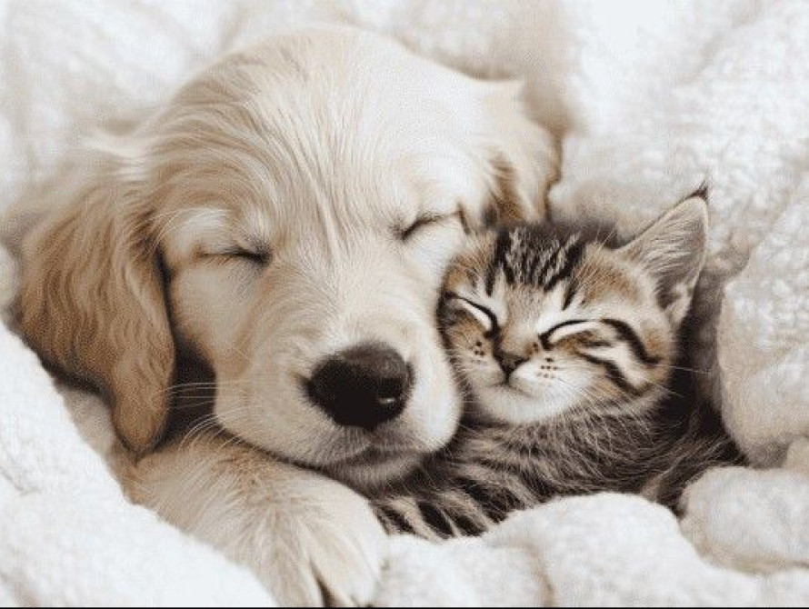 В Україні підтримали законопроєкт щодо захисту тварин