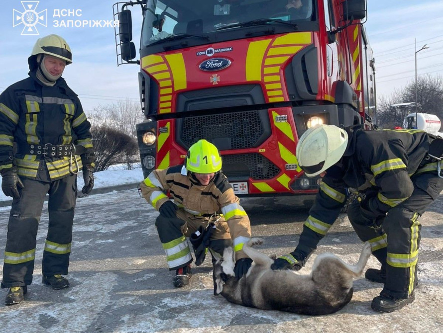 Запорізькі рятувальники витягли собаку із пастки