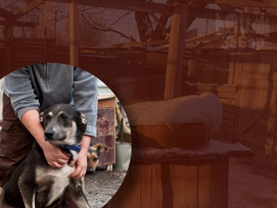 Притулок для тварин "Дай лапу, друже"