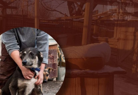 У Запоріжжі внаслідок обстрілу знову постраждав притулок для собак: деякі тварини загинули, інші потребують допомоги