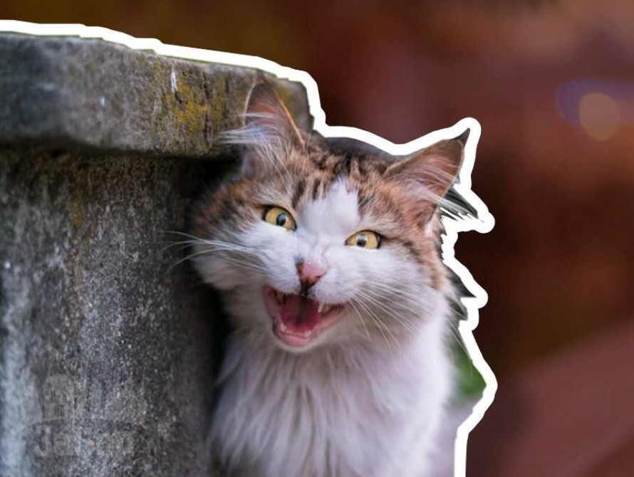 У Запорізькій області зафіксували 19 випадків сказу серед тварин