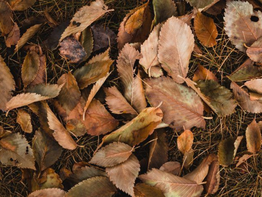 Опале листя