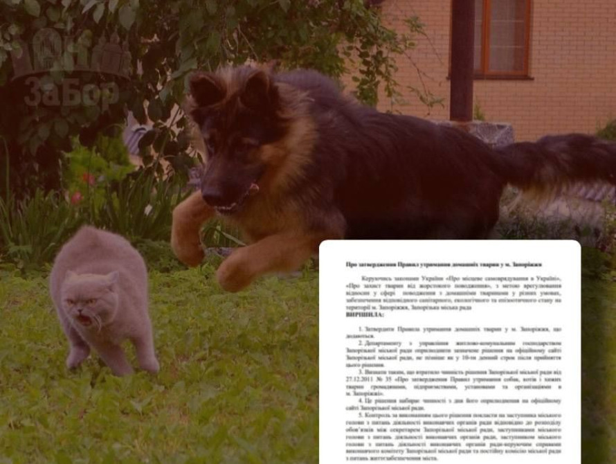 Колаж: домашні тварини та проєкт рішення