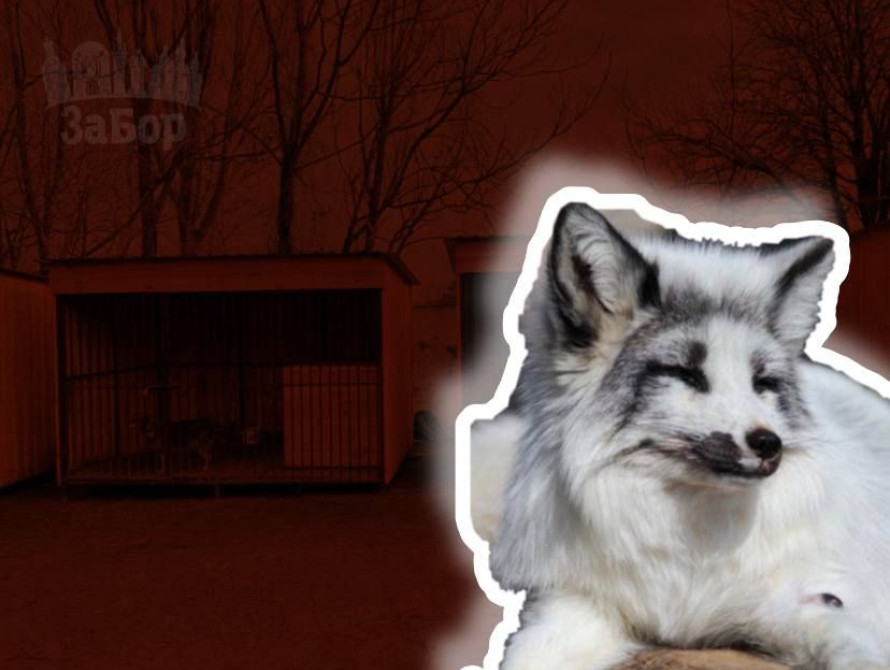 Колаж: мармурове лисеня та притулок