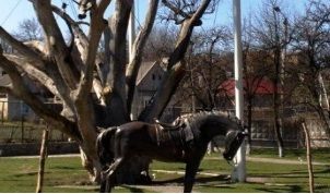 Історико-культурний комплекс «700-річний Запорізький Дуб»