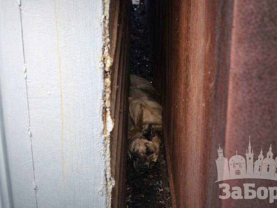 Пес застряг між гаражами