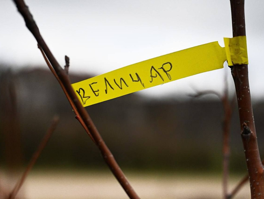 Позивний загиблого Захисника на дереві у Запоріжжі