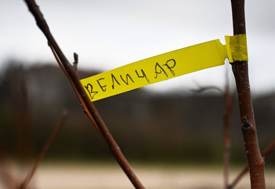 У центрі Запоріжжя висадили дерева на честь захисників «Азову» (фото)