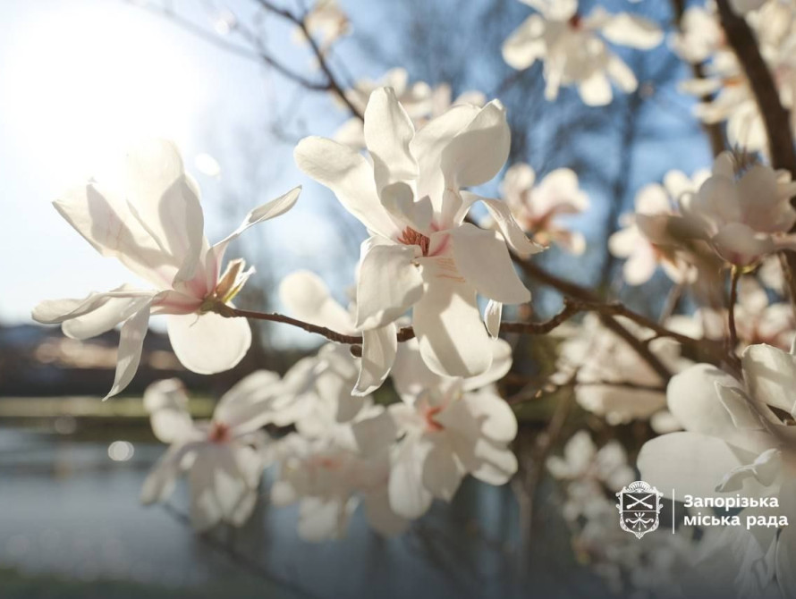 Магнолія у Дубовому Гаю