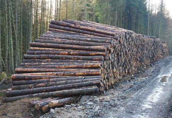 У Запоріжжі «чорні лісоруби» нарубали дерев на 2 млн грн