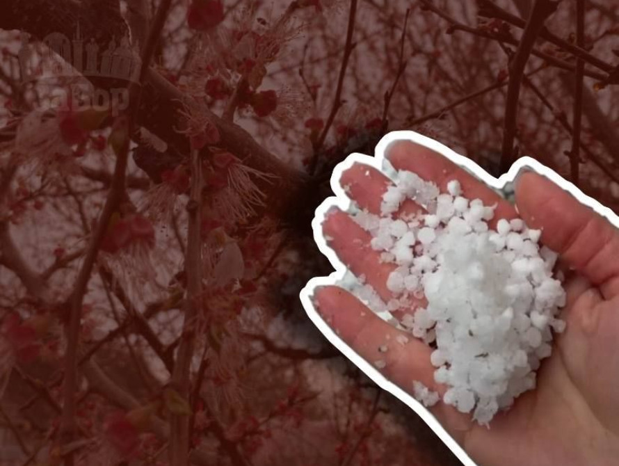 Колаж: град побив фруктові дерева на Запоріжжі