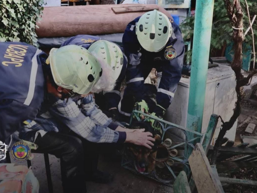 Порятунок собаки у Запоріжжі