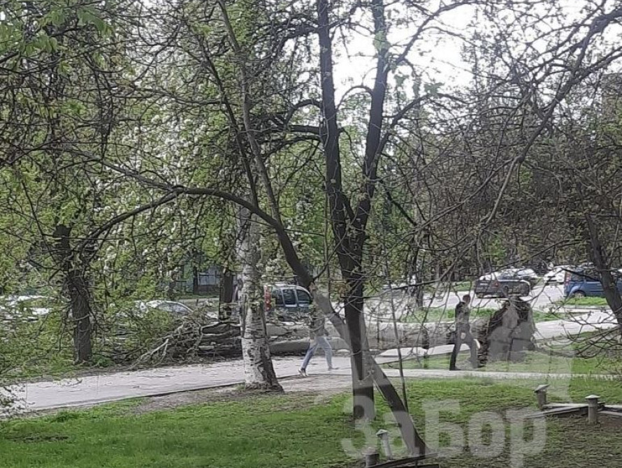 Впало дерево на дорогу на Космосі