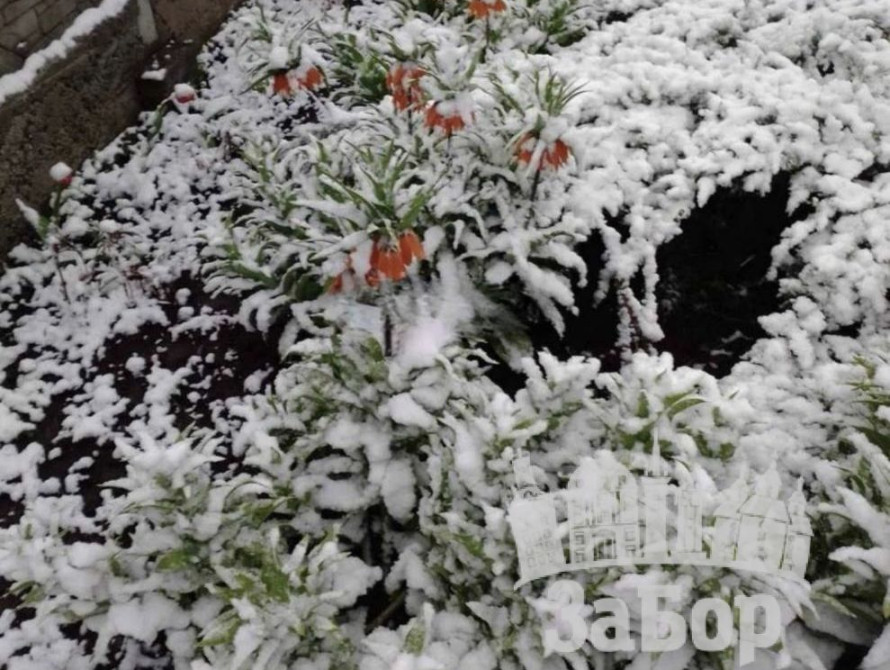 Квіти під снігом 24 квітня