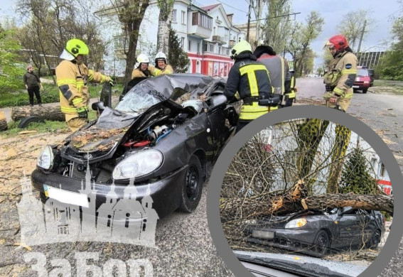 Жертви негоди у Запоріжжі: дерево розчавило авто на дорозі, водій загинув на місці (фото, відео)