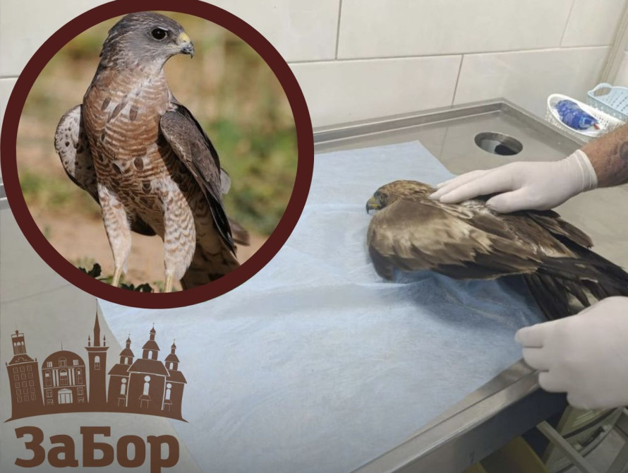 У Запоріжжі врятували яструба, якому знадобилася операція: птаха доправили до Вінниці