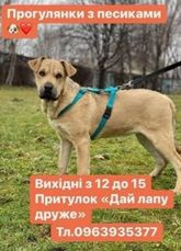 Притулок тварин "Дай лапу, друже"