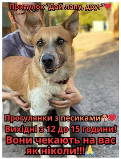 Акція "Погуляй із собакою"