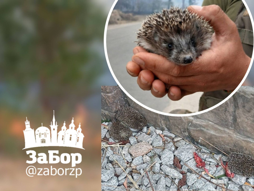 Порятунок їжаків від вогню